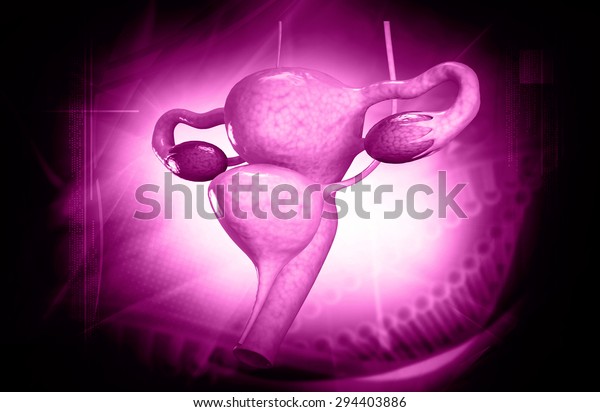 Female Reproductive System Stock Illustration 294403886 5492