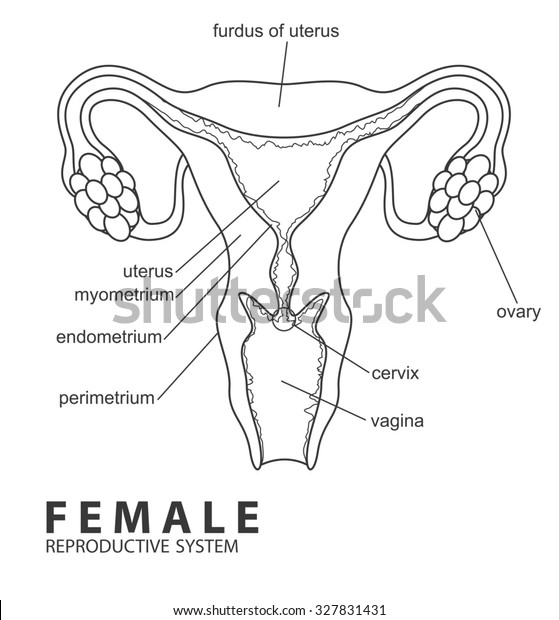 Female Reproductive System Stock Illustration 327831431 | Shutterstock
