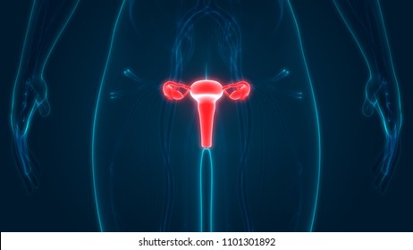 Female Reproductive System Anatomy 3d Stock Illustration 1123668491