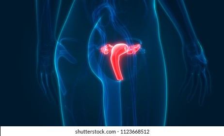 Female Reproductive System Anatomy 3d Stock Illustration 1123668491