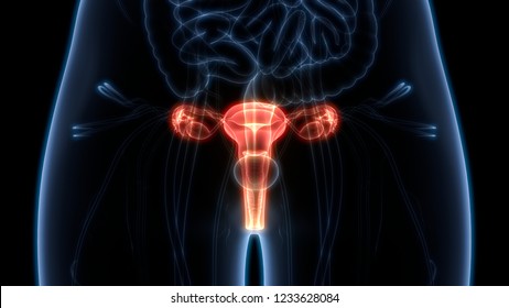 Pregnancy Cross Section Images, Stock Photos & Vectors | Shutterstock