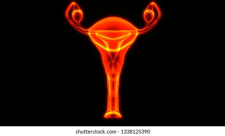 Female Reproductive System Anatomy 3d Stock Illustration 1338125390 ...