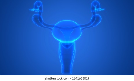 Female Reproductive System Anatomy. 3D