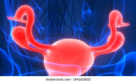 Female Reproductive System Anatomy 3d Stock Illustration 1641633025 ...