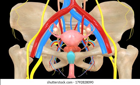 Female Reproductive System Anatomy. 3D Render    