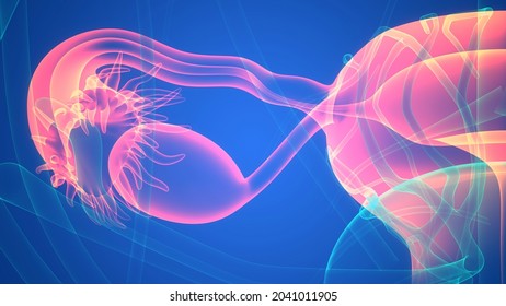 Female Reproductive System Anatomy 3d Stock Illustration 2041011905 ...