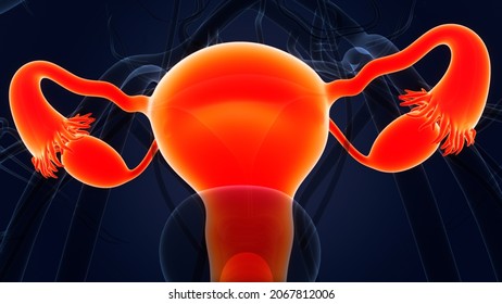 1,097 Clitoris anatomy Images, Stock Photos & Vectors | Shutterstock