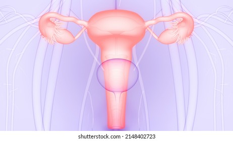 Female Reproductive System Anatomy. 3D