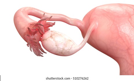 Female Reproductive System Anatomy. 3D