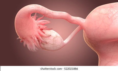 Female Reproductive System Anatomy. 3D