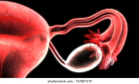 Female Reproductive System 3d Stock Illustration 455714332 | Shutterstock