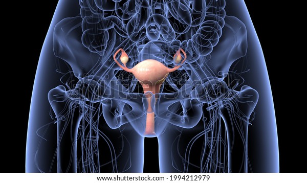 Female Reproductive System Anatomy Ovaries Produces Stock Illustration 1994212979 Shutterstock