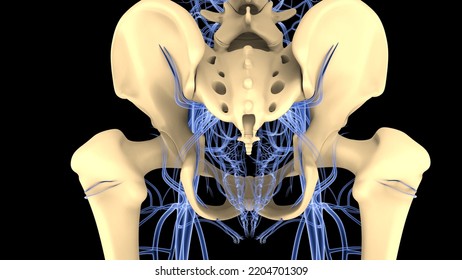 Female Reproductive System Blood Vessels Nervous Stock Illustration ...