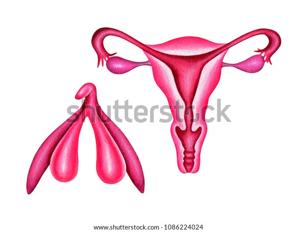 女性の生殖系と陰核 子宮 子宮頸 卵巣 膣 白い背景に水彩イラスト のイラスト素材
