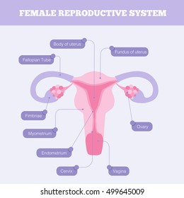 4,476 Female reproductive system icon Images, Stock Photos & Vectors ...