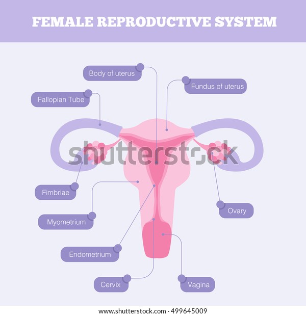 Female Reproductive System Flat Info Graphic Stock Illustration 499645009