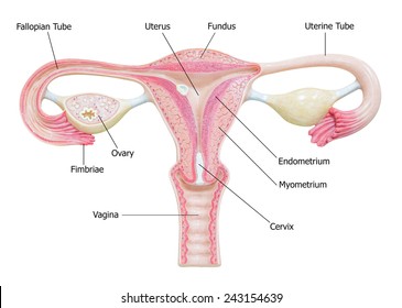 Female reproductive system, image diagram