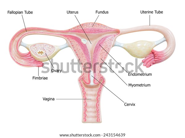 Female reproductive\
system, image\
diagram