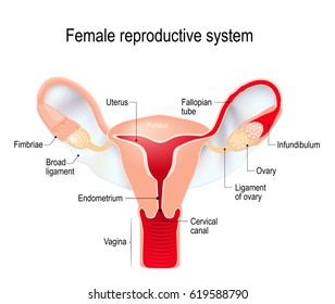 Female Reproductive System (internal Sex Organs). Uterus With Broad Ligament On The White Background. Human Anatomy