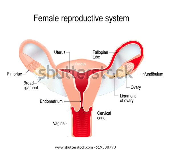 Female\
reproductive system (internal sex organs). uterus with broad\
ligament on the white background. Human\
anatomy