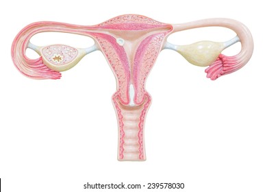 Female reproductive system, isolated on white background with clipping path