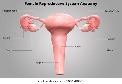 female reproductive model labeled