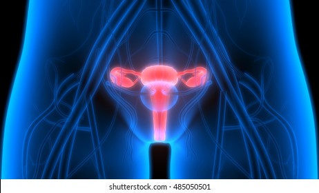 Male Reproductive System Anterior View Anatomy Stock Illustration ...