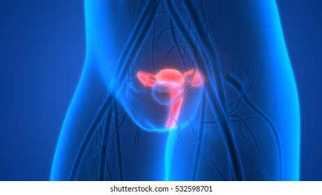 4,186 3d reproductive system Images, Stock Photos & Vectors | Shutterstock