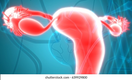 Female Reproductive System With Nervous System And Urinary Bladder. 3D