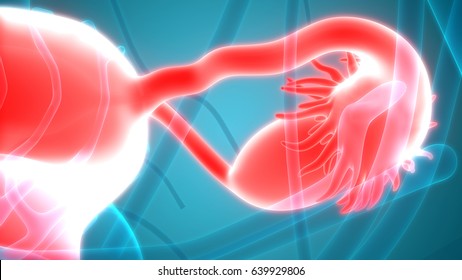 Male Reproductive System Anatomy 3d Stock Illustration 1449768212