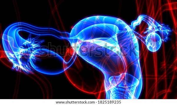 Female Reproductive System Nervous System Urinary Stock Illustration ...