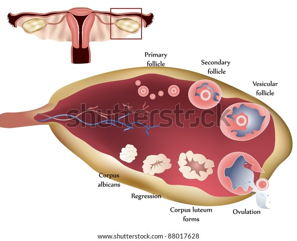 女性の生殖系 女性の卵巣 排卵を段階的に示す のイラスト素材
