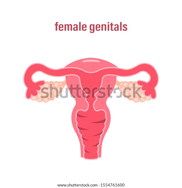 Female Reproductive System Sex Organs Illustration Stock Illustration 1554761600 3419