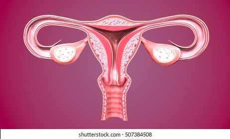 Female reproductive system.3D render