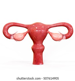 Female Reproductive System.3D Render