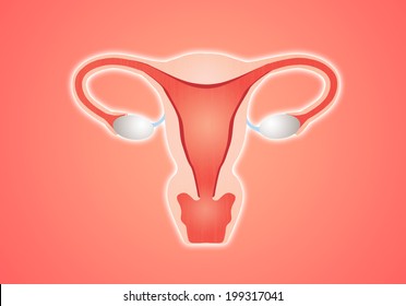 Female Reproductive Tract