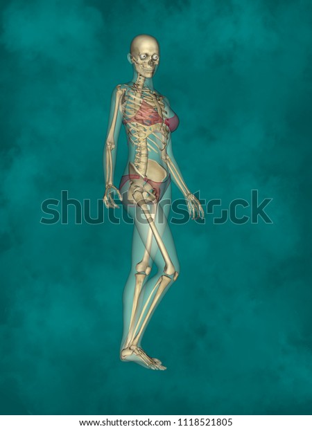 Female Skeleton 3d Human Model Stock Illustration 1118521805 6336