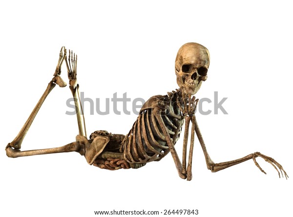 Female Skeleton Detailed Anatomy Organs Seperated Stock Illustration