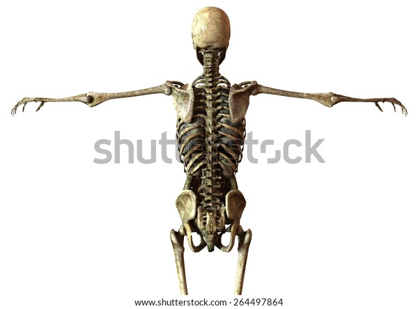 Female Skeleton Detailed Anatomy Organs Seperated Stock Illustration