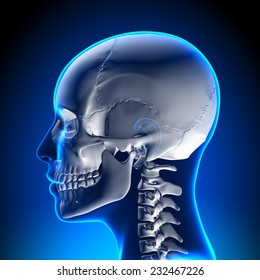 Female Skull Cranium Anatomy