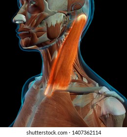 Female Sternocleidomastoid Neck Muscle, 3D Rendering