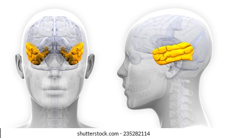 Female Temporal Lobe Brain Anatomy - Isolated On White