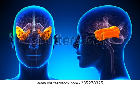 Female Temporal Lobe Brain Anatomy - blue concept Foto stock © 