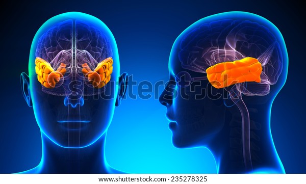 Female\
Temporal Lobe Brain Anatomy - blue\
concept