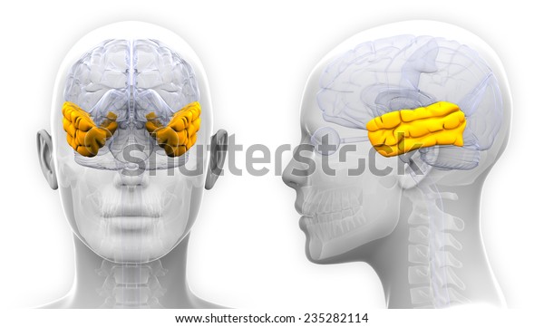 Female Temporal Lobe Brain Anatomy Isolated Stock Illustration 235282114 1503