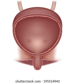 Female Urinary Bladder Illustration, Detailed Anatomy.