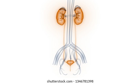 Female Bladder Anatomy Images, Stock Photos & Vectors | Shutterstock