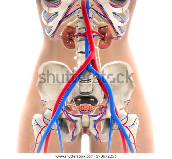 Female Urogenital Anatomy Stock Illustration 190672256