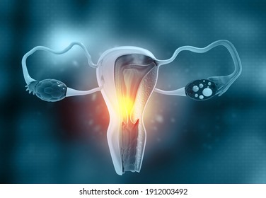 Female Uterus Cross Section. 3d Illustration		