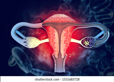 Female Uterus. Reproductive System. 3d Illustration